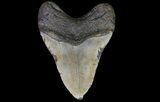 Bargain, Megalodon Tooth - North Carolina #67328-2